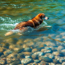 A dog swimming in the river-1